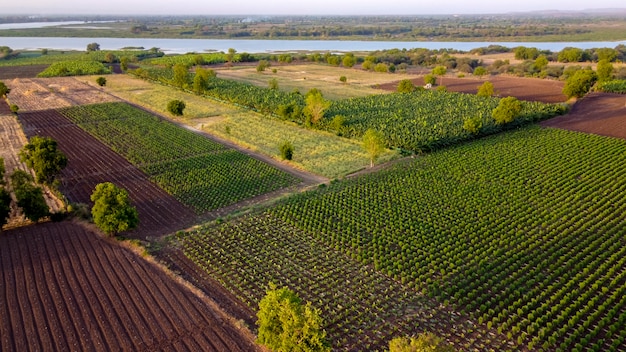 Luchtfoto bovenaanzicht van landbouw veld