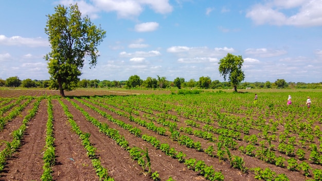 Luchtfoto bovenaanzicht van landbouw veld