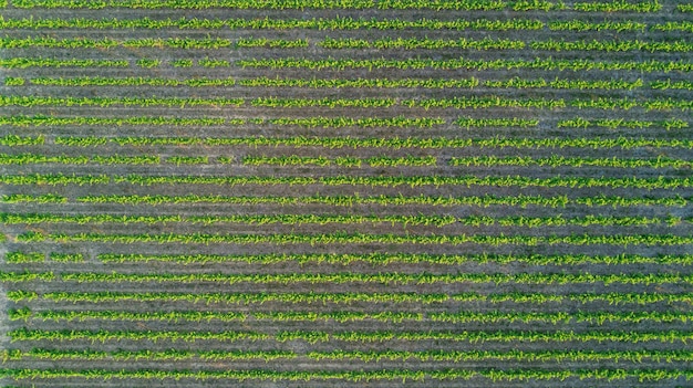 Luchtfoto bovenaanzicht van wijngaarden landschap van bovenstaande achtergrond, Zuid-Frankrijk