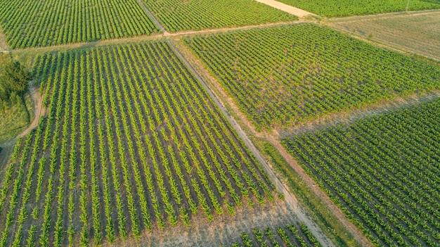 Luchtfoto bovenaanzicht van wijngaarden landschap van bovenstaande achtergrond, Zuid-Frankrijk