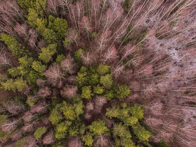 Luchtfoto bovenaanzicht van winter bomen in gemengd bos. Drone fotografie