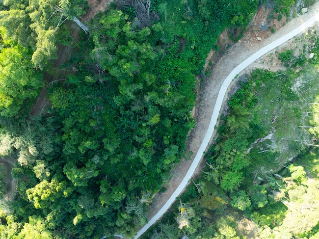 Foto luchtfoto drone-camera regenwoudbomen