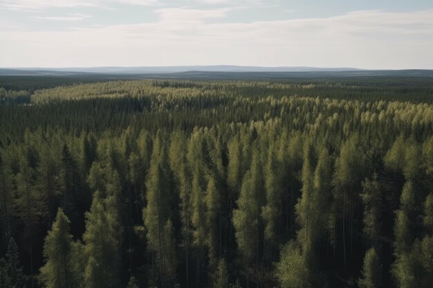 Luchtfoto drone-landschap van de Scandinavische natuur die boven naaldbossen vliegt