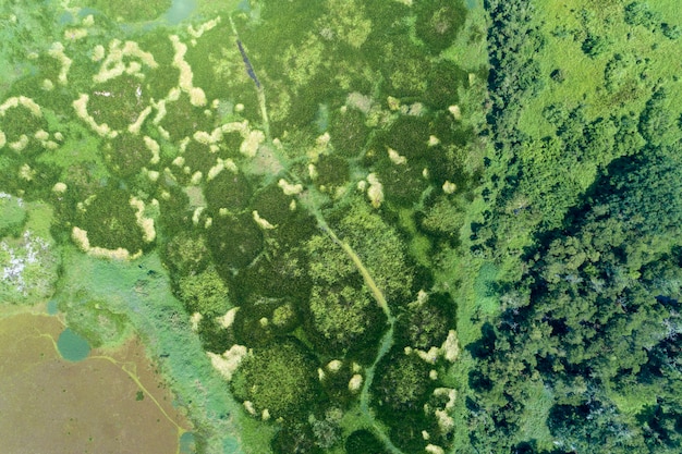 Luchtfoto drone neergeschoten Top down van groen bos en meer prachtige wildernis natuur landschap