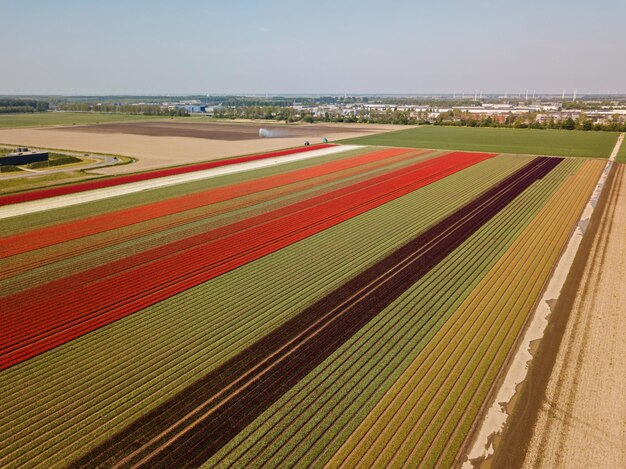 Luchtfoto drone uitzicht op de prachtige tulpenvelden in Nederland