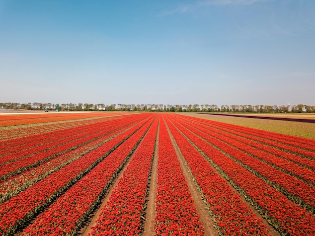 Foto luchtfoto drone uitzicht op de prachtige tulpenvelden in nederland