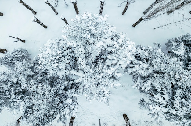 Luchtfoto drone uitzicht op dennen- en bladbos bedekt met sneeuw in koele winterdag b