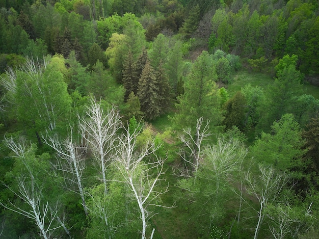 Luchtfoto drone uitzicht op een tuin met loopbruggen verschillende bomen en groen gras.