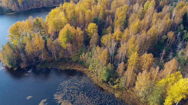 Luchtfoto drone uitzicht op Yastrebinoe meer. Mooi seizoenslandschap met een meer of rivierwater en lariksbomen. Rusland, Karelië. Stock foto