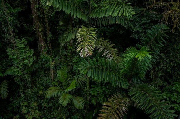 Luchtfoto drone uitzicht over tropische jungle van Costa Rica