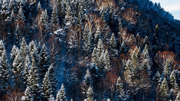 Luchtfoto drone-weergave in bergbos winterlandschap besneeuwde sparren en pijnbomen besneeuwde boomtak in