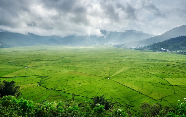 Luchtfoto Groene Lingko Spider Web rijstveld met regent