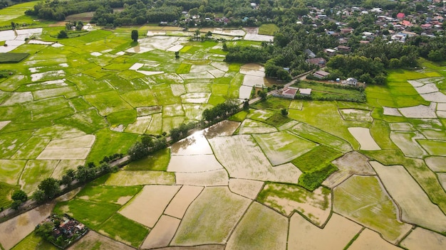 Luchtfoto groene rijstvelden natuur agrarische boerderij achtergrond landelijke bovenaanzicht rijstveld van bovenaf met traject landbouwpercelen van verschillende gewassen in groene weergave berg op platteland