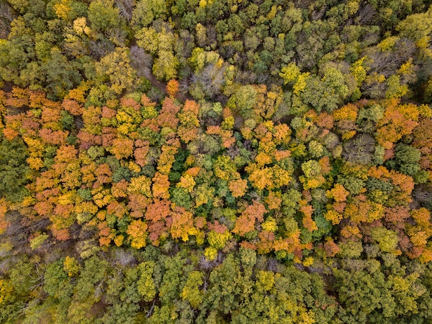 Luchtfoto herfst landschap van kleurrijke bomen in het bosgebied.