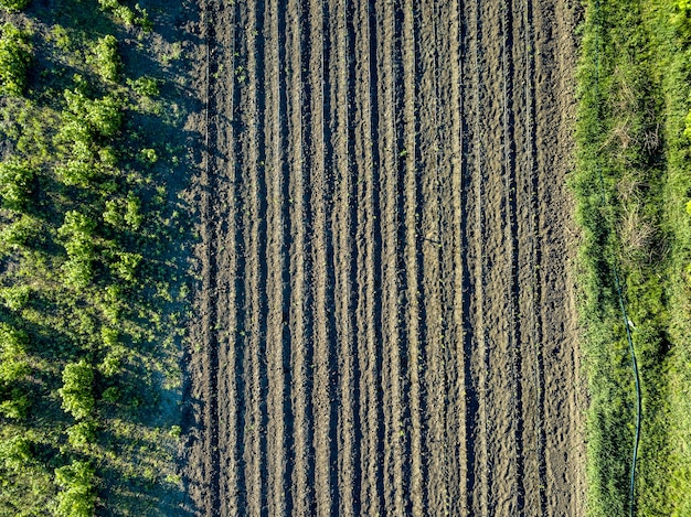 Luchtfoto jonge bomen met een druppelirrigatiesysteem, moderne teelttechnieken. Foto van de drone