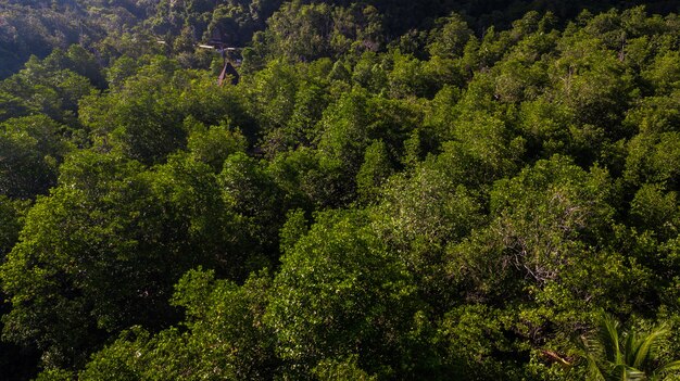 Luchtfoto landschap van boom of bos, Krabi Thailand