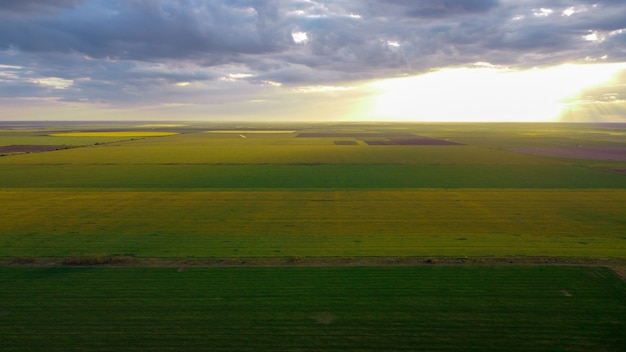 Luchtfoto op gele velden. Jonge tarwe groeit in een veld