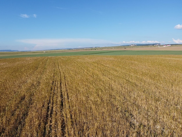 Luchtfoto op groen tarweveld op het platteland van tarwe die in de wind waait in de zonnige lente