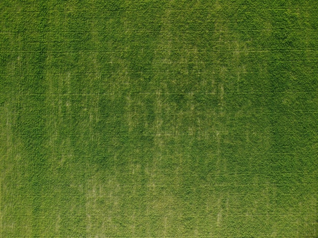 Luchtfoto op groen tarweveld op het platteland van tarwe die in de wind waait op jonge zonsondergang