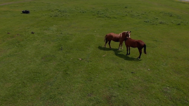 Luchtfoto over twee wilde paarden in de natuur van de wilde velden door weide. Paardenfokkerij, ecologie, paardensport, exploratiekrachtconcept. Een bruin gedomesticeerd paard graast in een weide op een zonnige lentedag