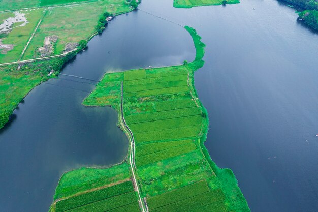 Luchtfoto's van rijstvelden