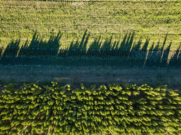 Luchtfoto schaduwen op de grond van jonge bomen, een plantage beplant met bomen.