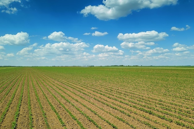 Luchtfoto soja veld. Jonge Soja Luchtfoto.