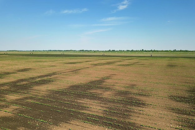 Luchtfoto soja veld. Jonge Soja Luchtfoto.