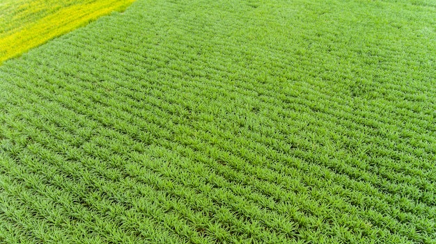 Luchtfoto suikerriet veld