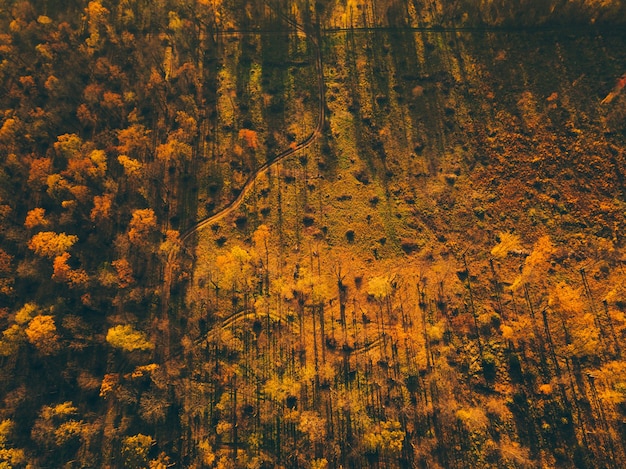 Luchtfoto top-down landschap met prachtige herfst bos van bovenaf