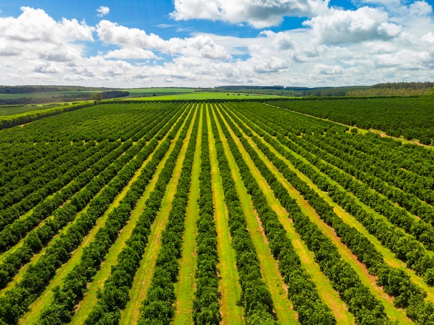 Luchtfoto uitzicht over de top van rijen sinaasappelbomen in plantage.