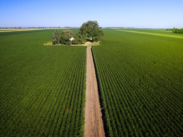 Luchtfoto van agrarische sojavelden