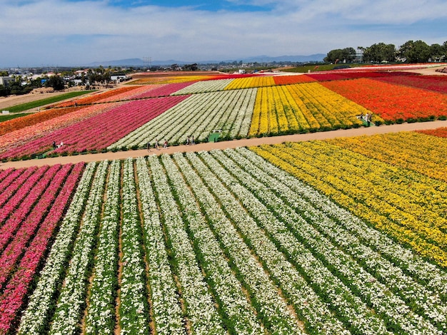 Luchtfoto van bloemenvelden. toerist kan genieten van heuvels met kleurrijke Giant Ranunculus-stromen