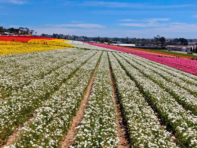 Luchtfoto van bloemenvelden. toerist kan genieten van heuvels met kleurrijke Giant Ranunculus-stromen