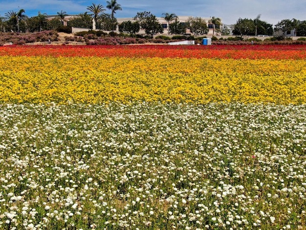 Luchtfoto van bloemenvelden. toerist kan genieten van heuvels met kleurrijke Giant Ranunculus-stromen