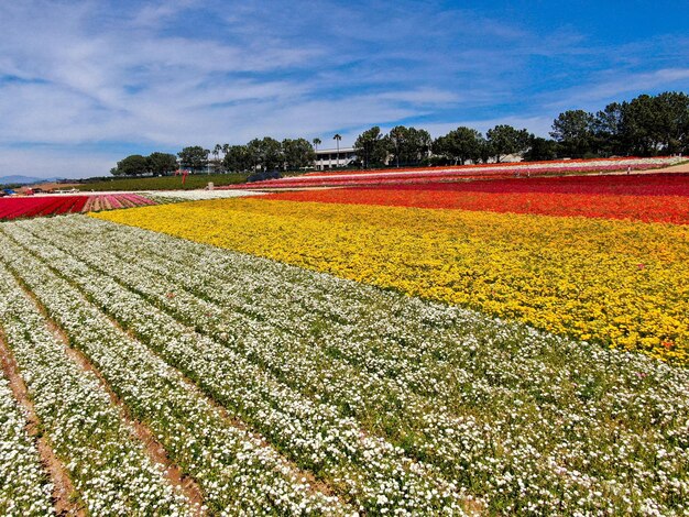 Luchtfoto van bloemenvelden. toeristen kunnen genieten van heuvels van kleurrijke Giant Ranunculus