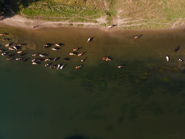 Luchtfoto van boerderijkoeien die water drinken in de kopieerruimte van de rivier