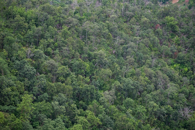 Luchtfoto van bomen boslandschap