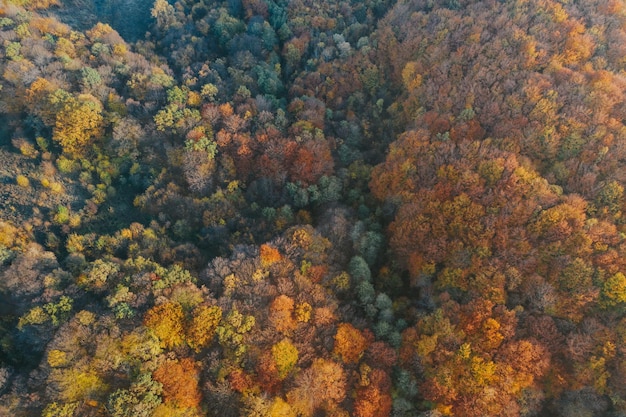 Luchtfoto van bomen die in de herfst in het bos groeien