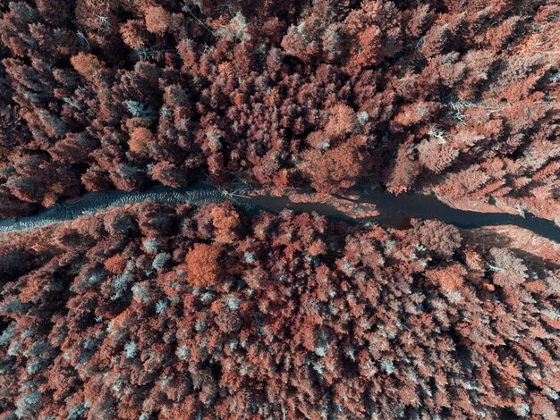 Foto luchtfoto van bomen foto