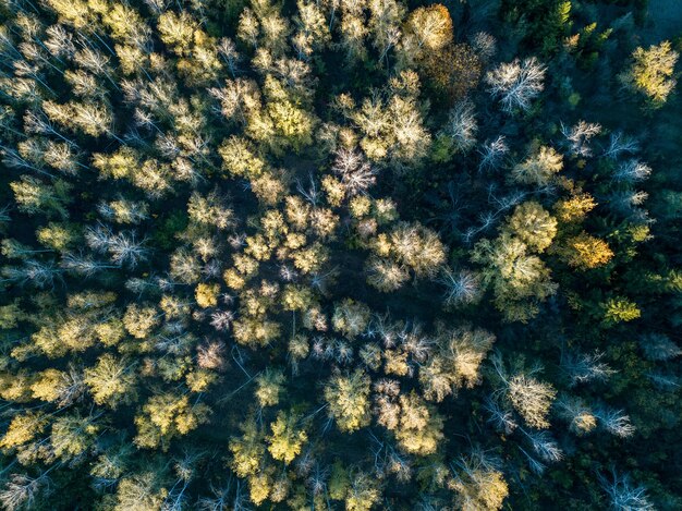 Luchtfoto van bos in de herfst met kleurrijke bomen. Dronefotografie.