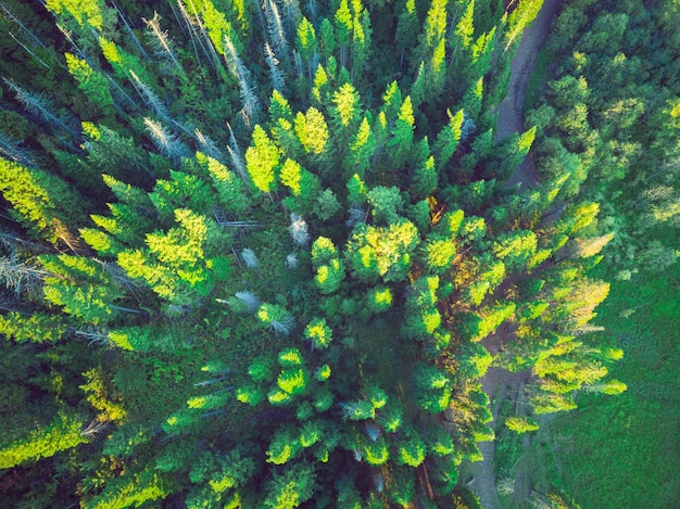 Luchtfoto van bos met oude sparren