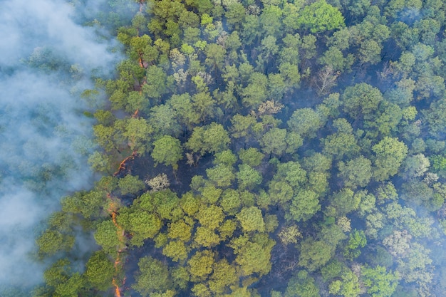 Luchtfoto van bosbrand in het voorjaar van brand in de bomen droog gras in het bos.