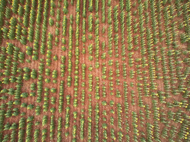 Luchtfoto van bovenaf van een zonnebloemveld in de zomer