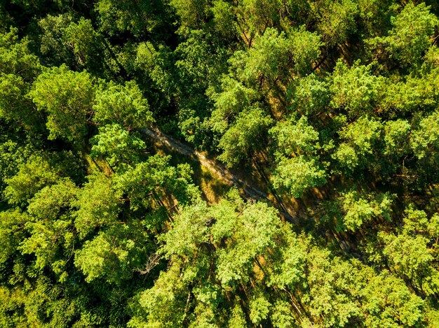 Luchtfoto van de drone van milieuvriendelijk loofbos met een onverharde weg op een zonnige zomerdag. Bovenaanzicht