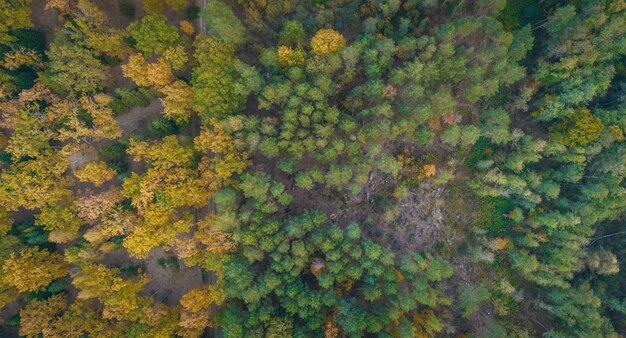 Luchtfoto van de rivier en de herfst bos