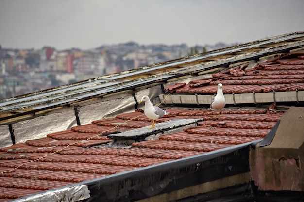 Luchtfoto van de stad Istanbul vanaf het dak in Taksim, Turkije