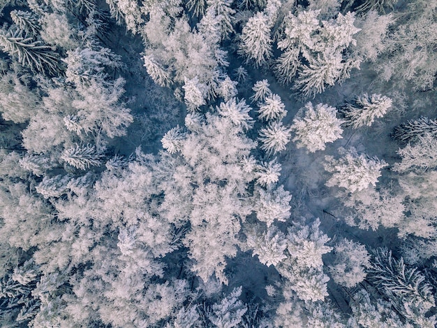 Luchtfoto van de winterachtergrond met pijnbomen Wit winterbos bedekt met sneeuw van bovenaf