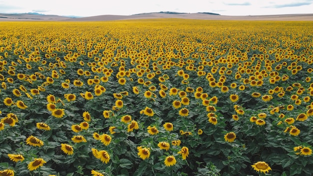 Luchtfoto van de zonnebloemen