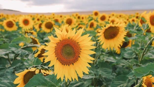 Luchtfoto van de zonnebloemen